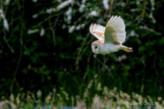 IMG_1338-Barn-Owl