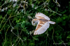 IMG_1345-Barn-Owl
