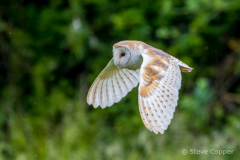 IMG_1372-Barn-Owl