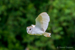 IMG_1377-Barn-Owl