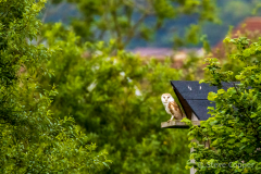 IMG_1383-Barn-Owl