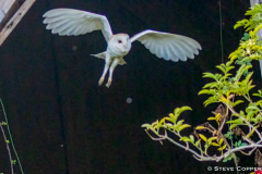 IMG_3665-Barn-Owl