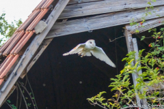 IMG_3666-Barn-Owl