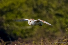 IMG_9081-Barn-owl