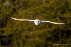 IMG_9082-Barn-owl
