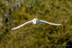 IMG_9085-Barn-owl