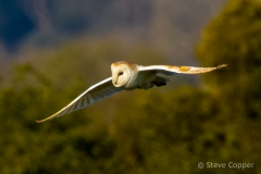 IMG_9086-Barn-owl