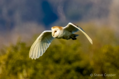 IMG_9087-Barn-owl