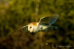 IMG_9089-Barn-owl
