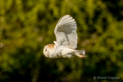 IMG_9091-Barn-owl