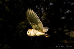 IMG_9260-Barn-Owl