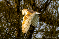 IMG_9265-Barn-Owl