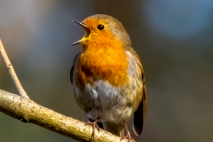 Robin