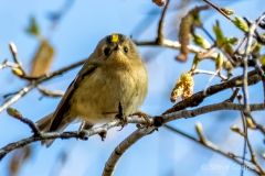 Goldcrest