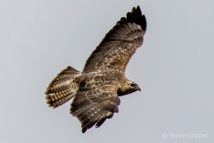 Buzzard
