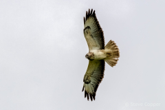 Buzzard