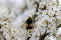 Bee on blossom