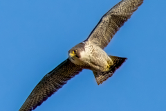 Peregrine Falcon