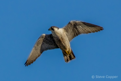 Peregrine Falcon