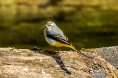 Grey Wagtail