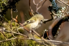 Goldcrest