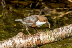 Dipper