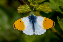 Orange Tip