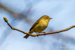 Chiffchaff