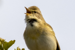 Chiffchaff