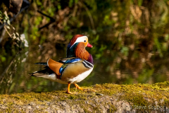 Mandarin Duck