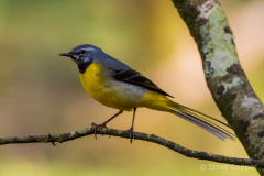 Grey Wagtail