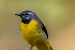 Grey Wagtail