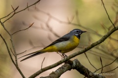 Gray Wagtail