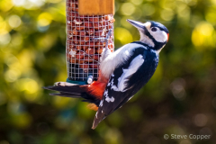 Greater Spotted woodpecker