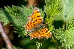 Comma Butterfly