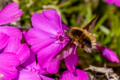 Bee on flower