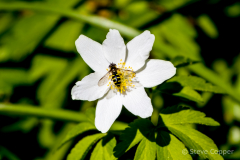 Bee on flower