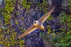 Peregrine Falcon
