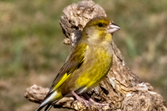 Greenfinch