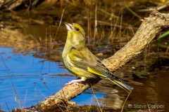Greenfinch