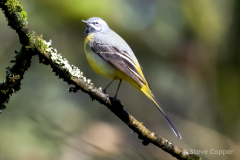 Grey Wagtail