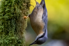 Nuthatch