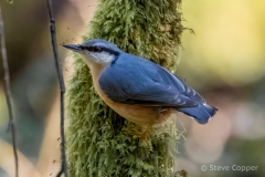 Nuthatch
