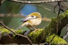 Goldcrest
