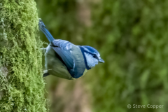 Blue Tit