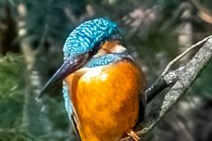 Kingfisher