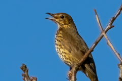 Song Thrush