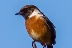 Stonechat