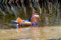 Mandarin Duck - Male
