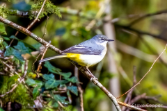 Grey Wagtail